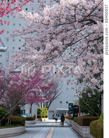 東京都櫻花盛開 東京都櫻花盛開 88400937