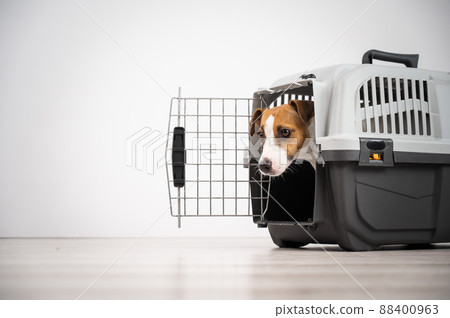 Jack Russell Terrier dog peeking out of travel cage. Jack Russell Terrier dog peeking out of travel cage. 88400963