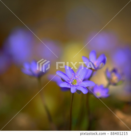 Spring flower. Beautiful purple plant in the forest. Colorful natural background. (Hepatica nobilis) Spring flower. Beautiful purple plant in the forest. Colorful natural background. (Hepatica nobilis) 88401215