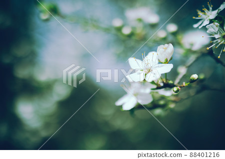 Branch with white flowers on blurred dark green background Branch with white flowers on blurred dark green background 88401216