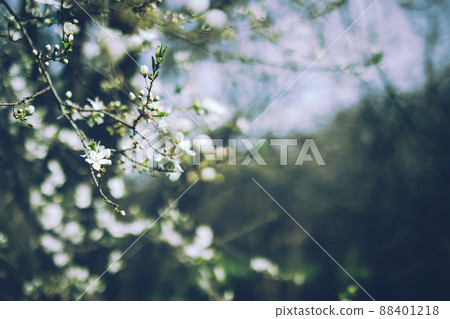 Branch with white flowers on blurred dark green background Branch with white flowers on blurred dark green background 88401218