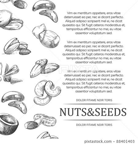 Banner or poster with hand sketched nuts and seeds 88401403