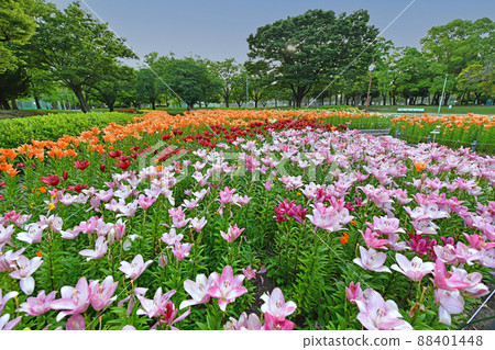 千草公園 88401448