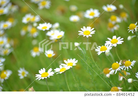 Chamomile flower field. 88401452