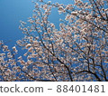 Cherry Blossoms	 88401481