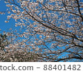 Cherry Blossoms	 88401482