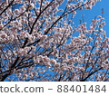 Cherry Blossoms	 88401484