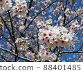 Cherry Blossoms	 88401485