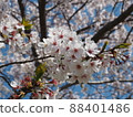 Cherry Blossoms	 88401486