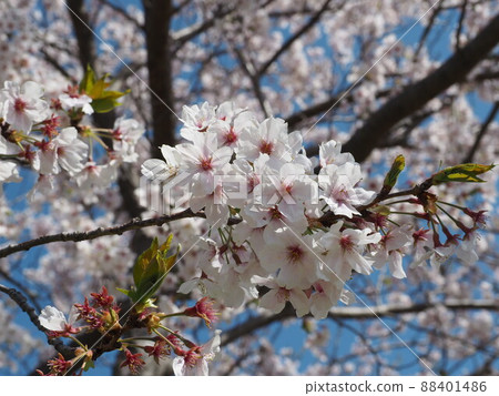 Cherry Blossoms	 88401486