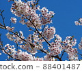 Cherry Blossoms	 88401487