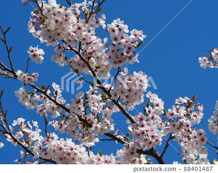 Cherry Blossoms	 88401487