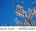 Cherry Blossoms	 88401489