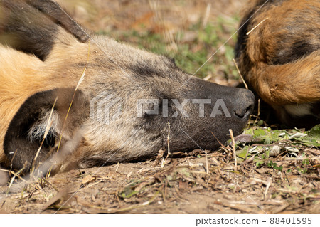 African wild dog 88401595