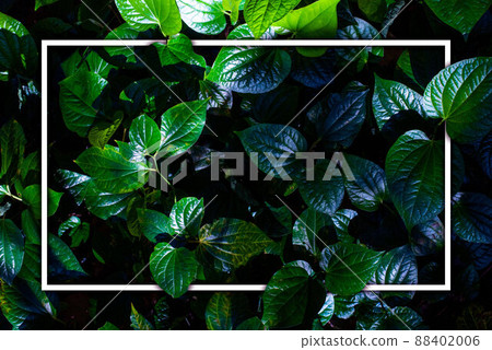 White frame on green leaf background, text can be written, natural lush green leaves of leaf texture background. 88402006