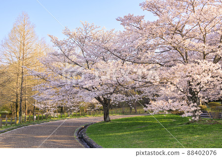鮮味山公園：櫻花、鬱金香、春暖花開 88402076