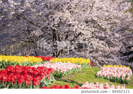 Umami Hill Park: Cherry blossoms, tulips and spring flowers in full bloom 88402121