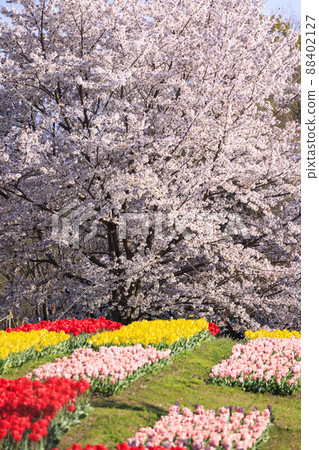 Umami Hill Park: Cherry blossoms, tulips and spring flowers in full bloom Umami Hill Park: Cherry blossoms, tulips and spring flowers in full bloom 88402127