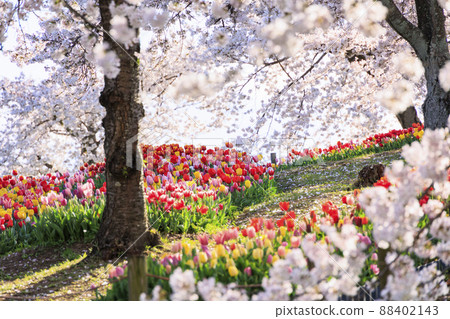 鮮味山公園:櫻花、鬱金香、春暖花開 鮮味山公園:櫻花、鬱金香、春暖花開 88402143