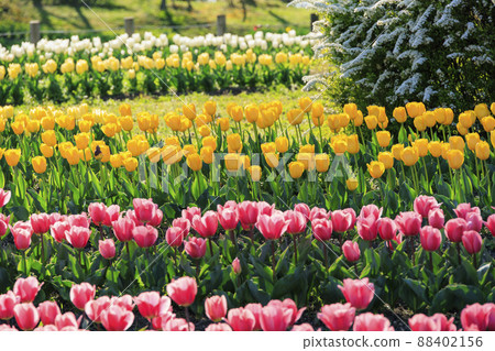 Umami Hill Park: Cherry blossoms, tulips and spring flowers in full bloom 88402156