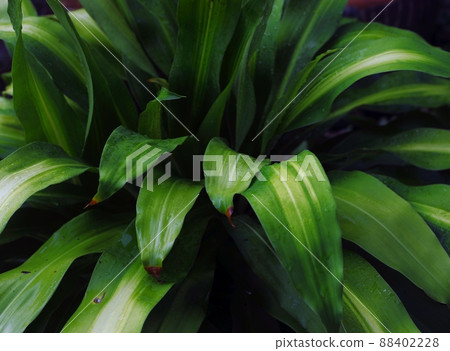 Beautiful plant - green leaves as nature background 88402228