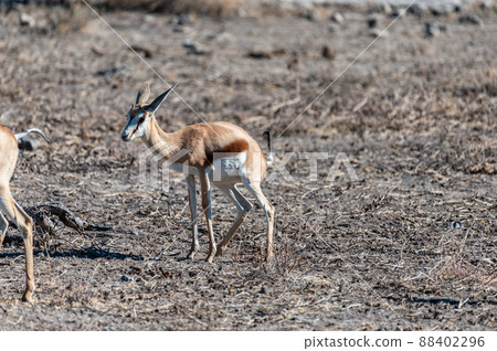 Impalas in Etosha National Park Impalas in Etosha National Park 88402296