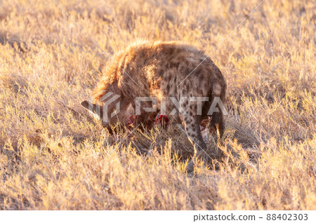 Spotted Hyena with Prey 88402303