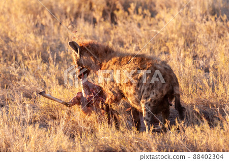 Spotted Hyena with Prey 88402304