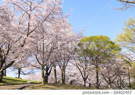 鮮味山公園：櫻花、鬱金香、春暖花開 88402407
