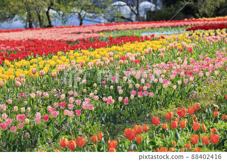 鮮味山公園：櫻花、鬱金香、春暖花開 88402416