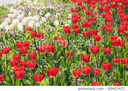 鮮味山公園:櫻花、鬱金香、春暖花開 鮮味山公園:櫻花、鬱金香、春暖花開 88402421