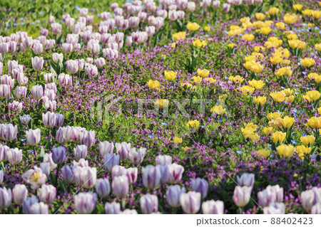 鮮味山公園：櫻花、鬱金香、春暖花開 88402423