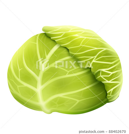 白菜插圖素材 白菜插圖素材 88402670