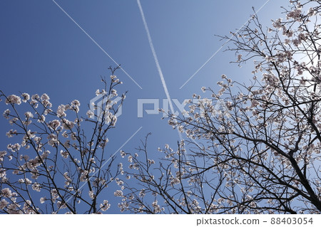 如果你抬頭看櫻花，你會看到軌跡。 88403054