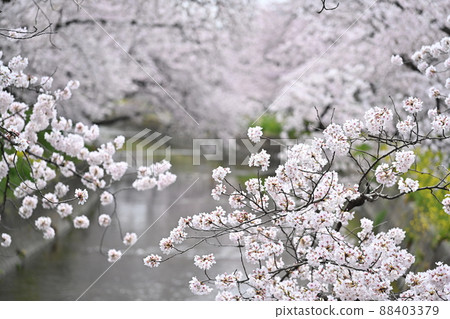 Cherry tree in Gojo River 88403379