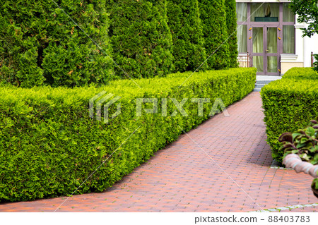 Backyard landscape design with footpaths of red tile and evergreen hedge of bush thuja and molded arborvitae tree, way to entrance glass door on building. 88403783