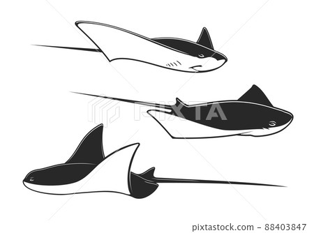 Manta ray, stingray and cramp fish underwater animals. Isolated ocean or sea vector fish, black and white rays with long stingers and tails, tropical marine water wildlife, zoo aquarium 88403847