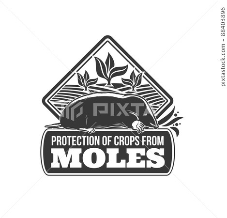 Mole protection vector icon of agricultural pest control. Black mole animal on farm field with crop plants isolated symbol of rodent pest animal and vermin extermination, deratization service design 88403896