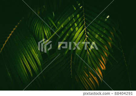 Green palm leaf pattern texture abstract background. Copy space for graphic design tropical summer and nature environment concept. Green palm leaf pattern texture abstract background. Copy space for graphic design tropical summer and nature environment concept. 88404291