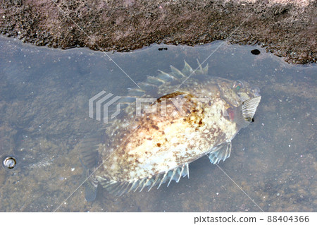 Fin bone is poisonous Bali Aigo 88404366