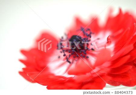 紅海葵上/背材 88404373