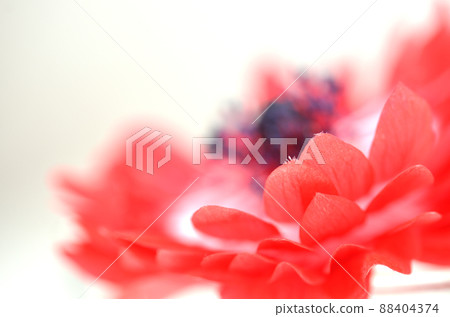 紅海葵上/背材 88404374