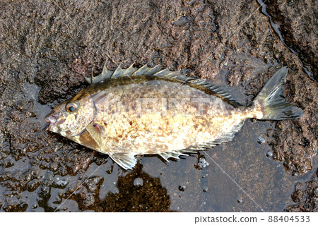 Fin bone is poisonous Bali Aigo Fin bone is poisonous Bali Aigo 88404533