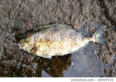 鰭骨有毒巴厘愛哥 88404538