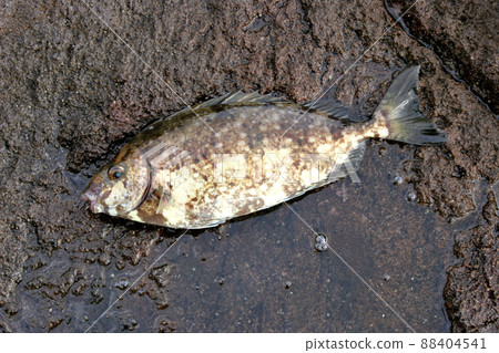 Fin bone is poisonous Bali Aigo Fin bone is poisonous Bali Aigo 88404541