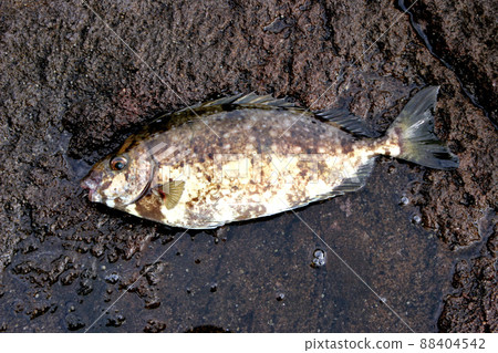 Fin bone is poisonous Bali Aigo 88404542