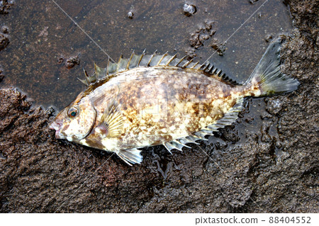 鰭骨有毒巴厘愛哥 88404552