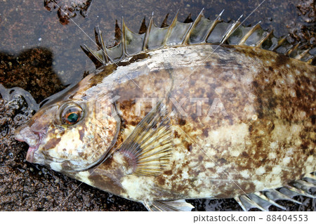 鰭骨有毒巴厘愛哥 鰭骨有毒巴厘愛哥 88404553