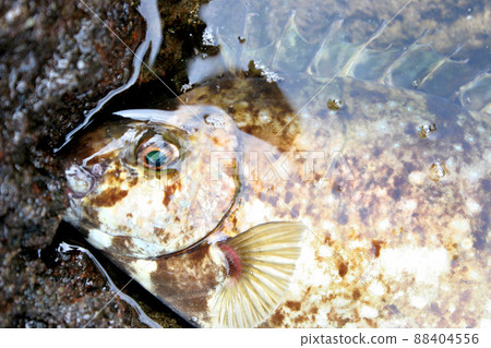 Fin bone is poisonous Bali Aigo 88404556