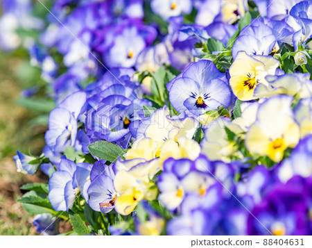 Spring production, beautifully blooming pansies in full bloom, close-up Spring production, beautifully blooming pansies in full bloom, close-up 88404631